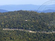 Сип-белоголовый_1